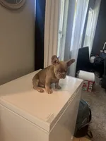 Channing, a male French Bulldog for sale in Madera, CA – 2 of 7