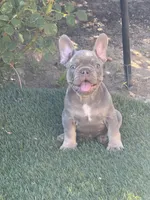 Rafael, a male French Bulldog for sale in Madera, CA – 2 of 3