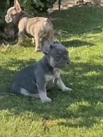 Sophia, a female French Bulldog for sale in Madera, CA – 2 of 5