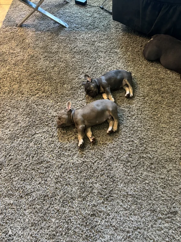 Channing – French Bulldog puppy for sale in Madera, CA