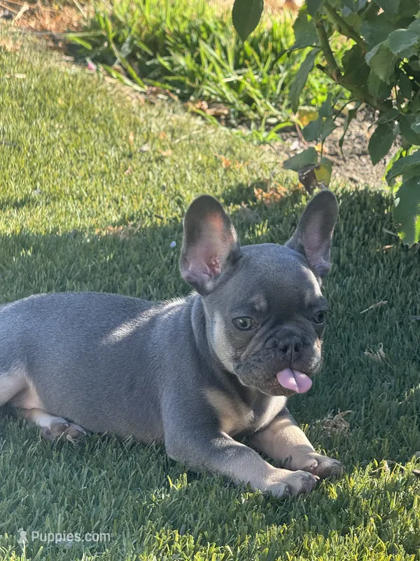 Sophia – French Bulldog puppy for sale in Madera, CA