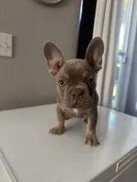Channing, a male French Bulldog for sale in Madera, CA – 7 of 7