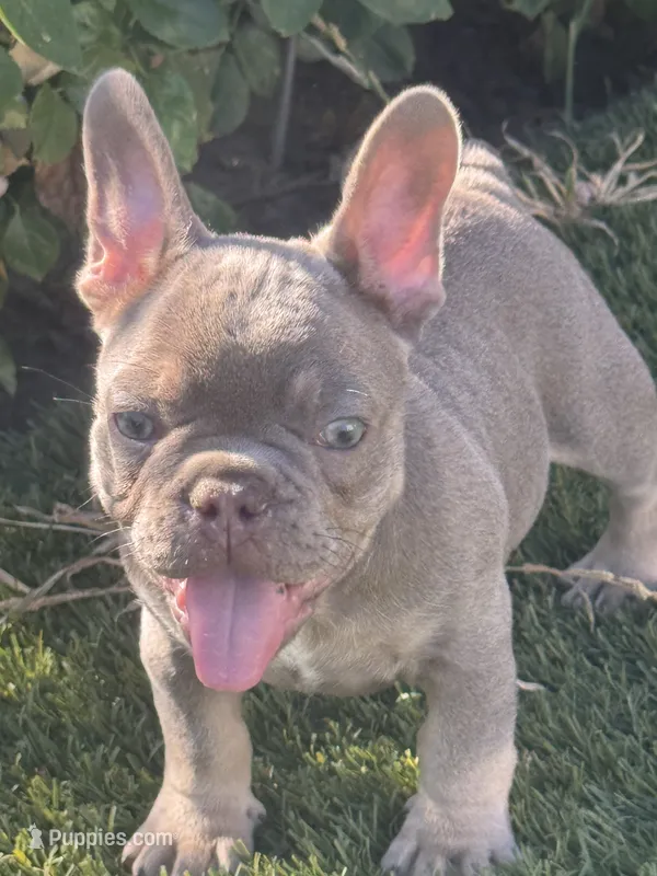 Rafael – French Bulldog puppy for sale in Madera, CA