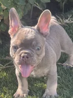 Rafael, a male French Bulldog for sale in Madera, CA – 1 of 3