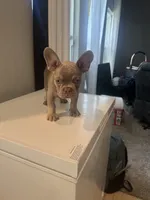 Channing, a male French Bulldog for sale in Madera, CA – 1 of 7