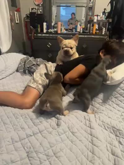 Sophia, a female French Bulldog for sale in Madera, CA – 5 of 5
