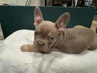 Channing, a male French Bulldog for sale in Madera, CA – 6 of 7