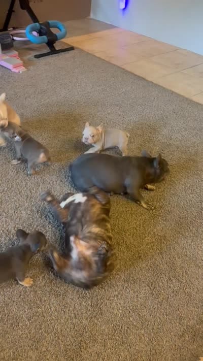 Rafael, a male French Bulldog for sale in Madera, CA – 3 of 3
