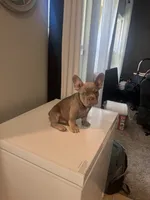 Channing, a male French Bulldog for sale in Madera, CA – 4 of 7