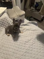 Sophia, a female French Bulldog for sale in Madera, CA – 4 of 5