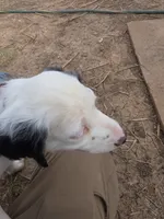 Corky Macadoo, a female English Setter for sale in Amarillo, TX – 2 of 7