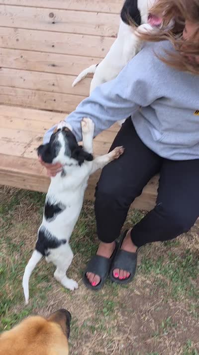 Tangy red oak bush, a female English Setter for sale in Amarillo, TX – 4 of 7