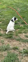 Skedaddle Murada, a female English Setter for sale in Amarillo, TX – 2 of 9