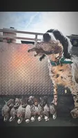 Skedaddle Murada, a female English Setter for sale in Amarillo, TX – 8 of 9