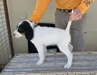 Skedaddle Murada, a female English Setter for sale in Amarillo, TX – 1 of 9