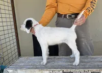 Corky Macadoo, a female English Setter for sale in Amarillo, TX – 3 of 7
