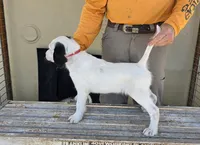 Skedaddle Tawny oak, a female English Setter for sale in Amarillo, TX – 2 of 7