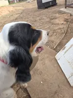 Skedaddle Tawny oak, a female English Setter for sale in Amarillo, TX – 3 of 7