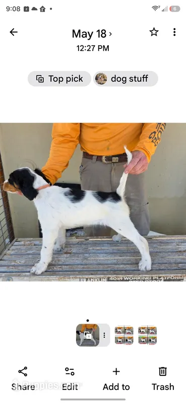 Tangy red oak bush – English Setter puppy for sale in Amarillo, TX