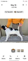 Tangy red oak bush, a female English Setter for sale in Amarillo, TX – 1 of 7