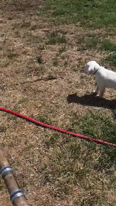 Chunky Munky, a male English Setter for sale in Amarillo, TX – 3 of 4