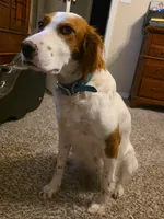 Corky Macadoo, a female English Setter for sale in Amarillo, TX – 4 of 7