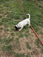 Skedaddle Murada, a female English Setter for sale in Amarillo, TX – 3 of 9