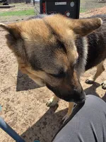 Kimber, a female German Shepherd Dog for sale in Amarillo, TX – 3 of 4