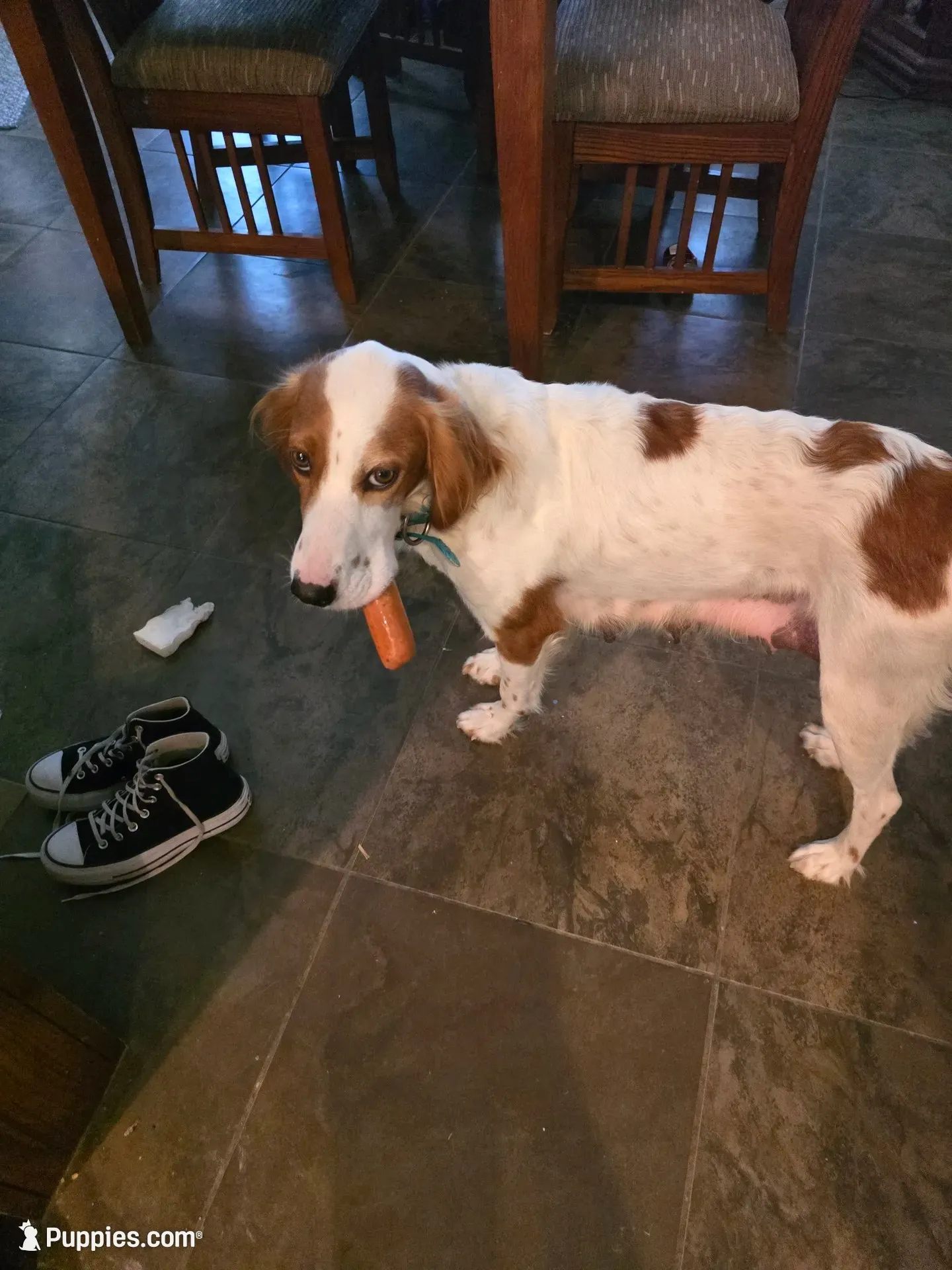 Tangy red oak bush, a female English Setter for sale in Amarillo, TX – 7 of 7