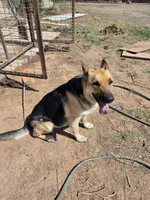 Kimber, a female German Shepherd Dog for sale in Amarillo, TX – 2 of 4