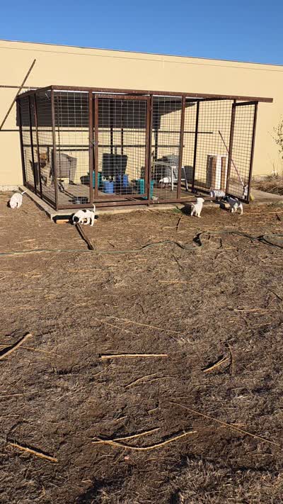 Tangy red oak bush, a female English Setter for sale in Amarillo, TX – 3 of 7