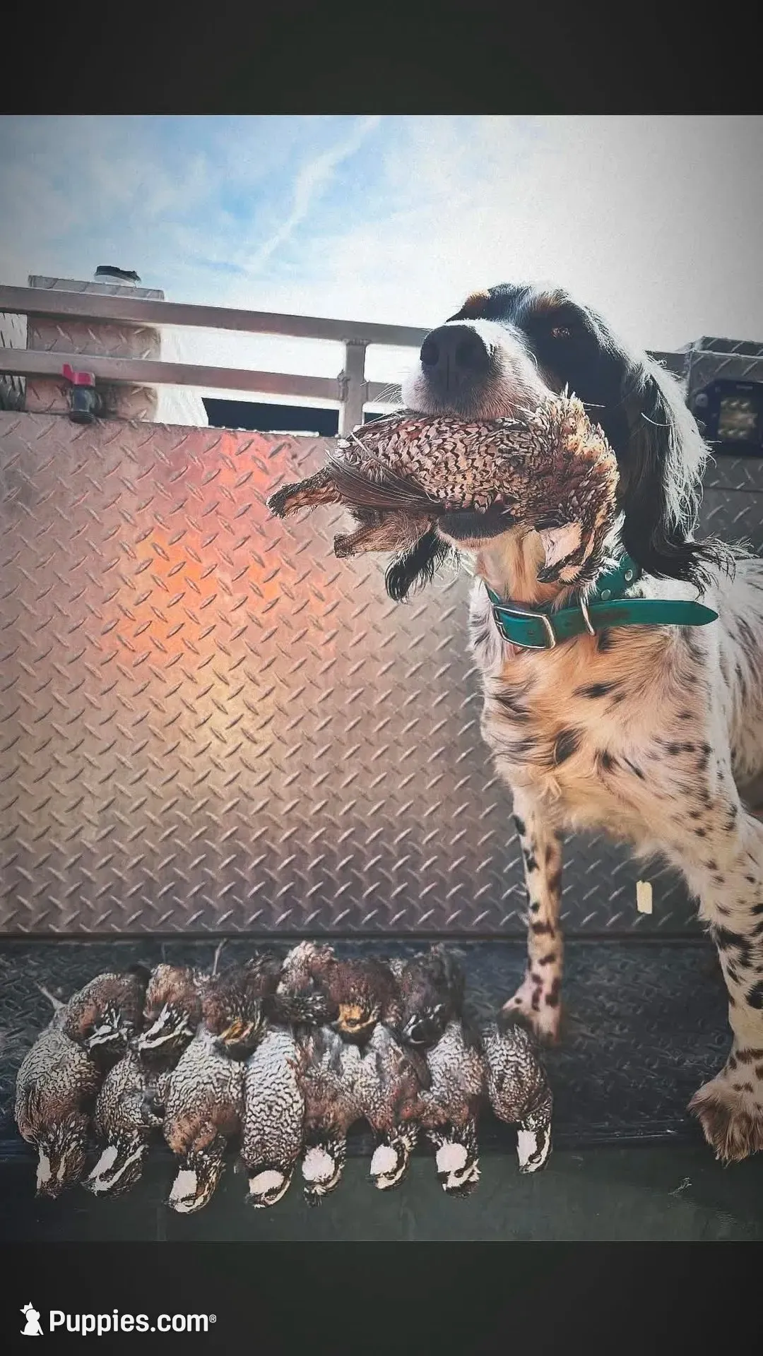 Skedaddle Tawny oak, a female English Setter for sale in Amarillo, TX – 6 of 7