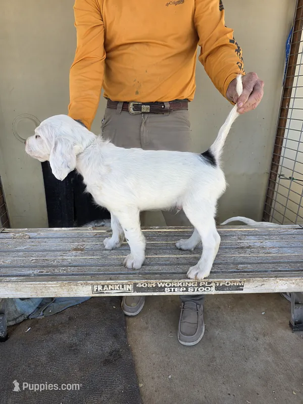 Chunky Munky – English Setter puppy for sale in Amarillo, TX