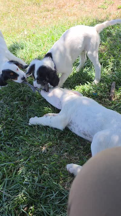 Skedaddle Murada, a female English Setter for sale in Amarillo, TX – 6 of 9