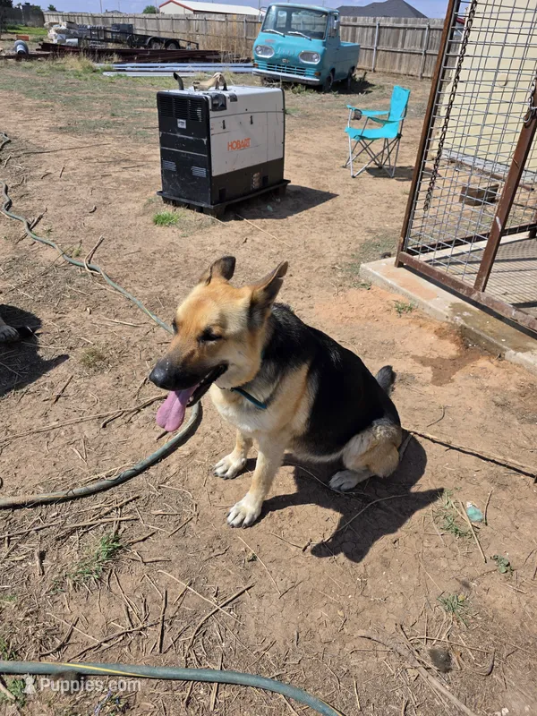 Kimber – German Shepherd Dog puppy for sale in Amarillo, TX