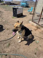 Kimber, a female German Shepherd Dog for sale in Amarillo, TX – 1 of 4