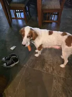 Corky Macadoo, a female English Setter for sale in Amarillo, TX – 5 of 7