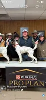 Skedaddle Murada, a female English Setter for sale in Amarillo, TX – 7 of 9