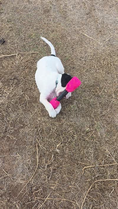 Chunky Munky, a male English Setter for sale in Amarillo, TX – 4 of 4