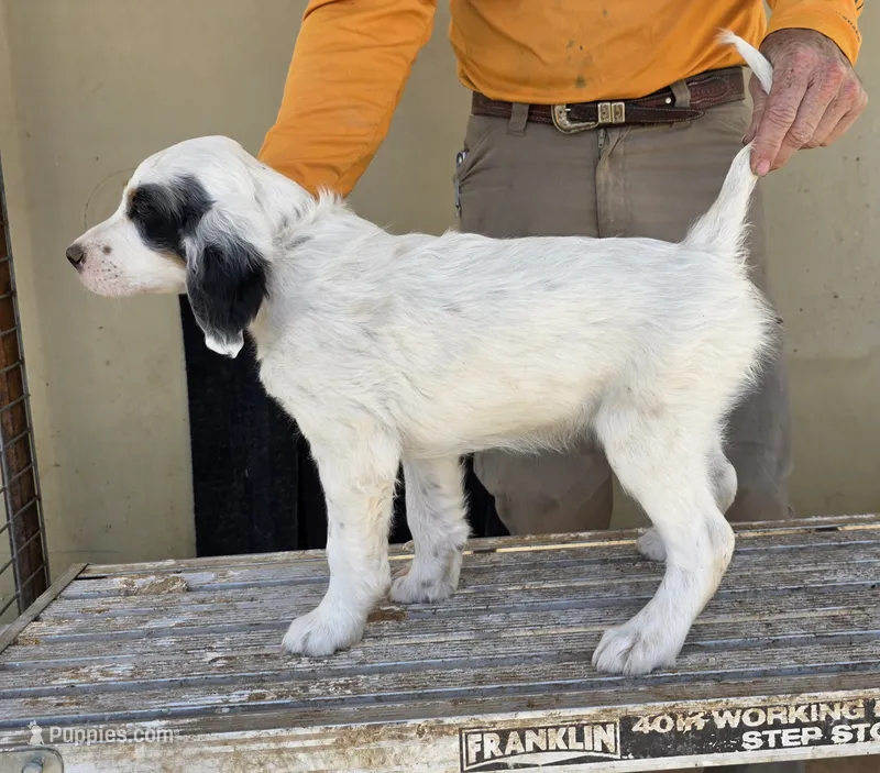 Bandita Panda Monita – English Setter puppy for sale in Amarillo, TX