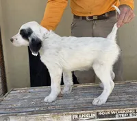 Bandita Panda Monita, a female English Setter for sale in Amarillo, TX – 1 of 1