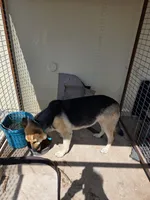 Kimber, a female German Shepherd Dog for sale in Amarillo, TX – 4 of 4