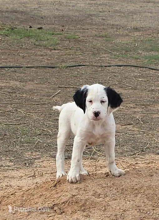 Corky Macadoo – English Setter puppy for sale in Amarillo, TX
