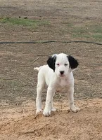 Corky Macadoo, a female English Setter for sale in Amarillo, TX – 1 of 7