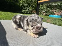 Male, a male French Bulldog for sale in Imperial, MO – 1 of 3