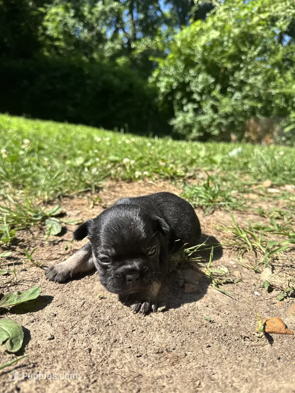 Female – French Bulldog puppy for sale in Imperial, MO