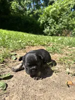 Female, a female French Bulldog for sale in Imperial, MO – 1 of 5