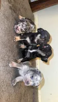 Male, a male French Bulldog for sale in Imperial, MO – 3 of 4