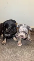 Female, a female French Bulldog for sale in Imperial, MO – 5 of 5