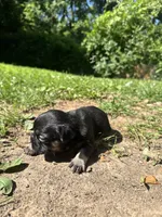 Female, a female French Bulldog for sale in Imperial, MO – 2 of 5